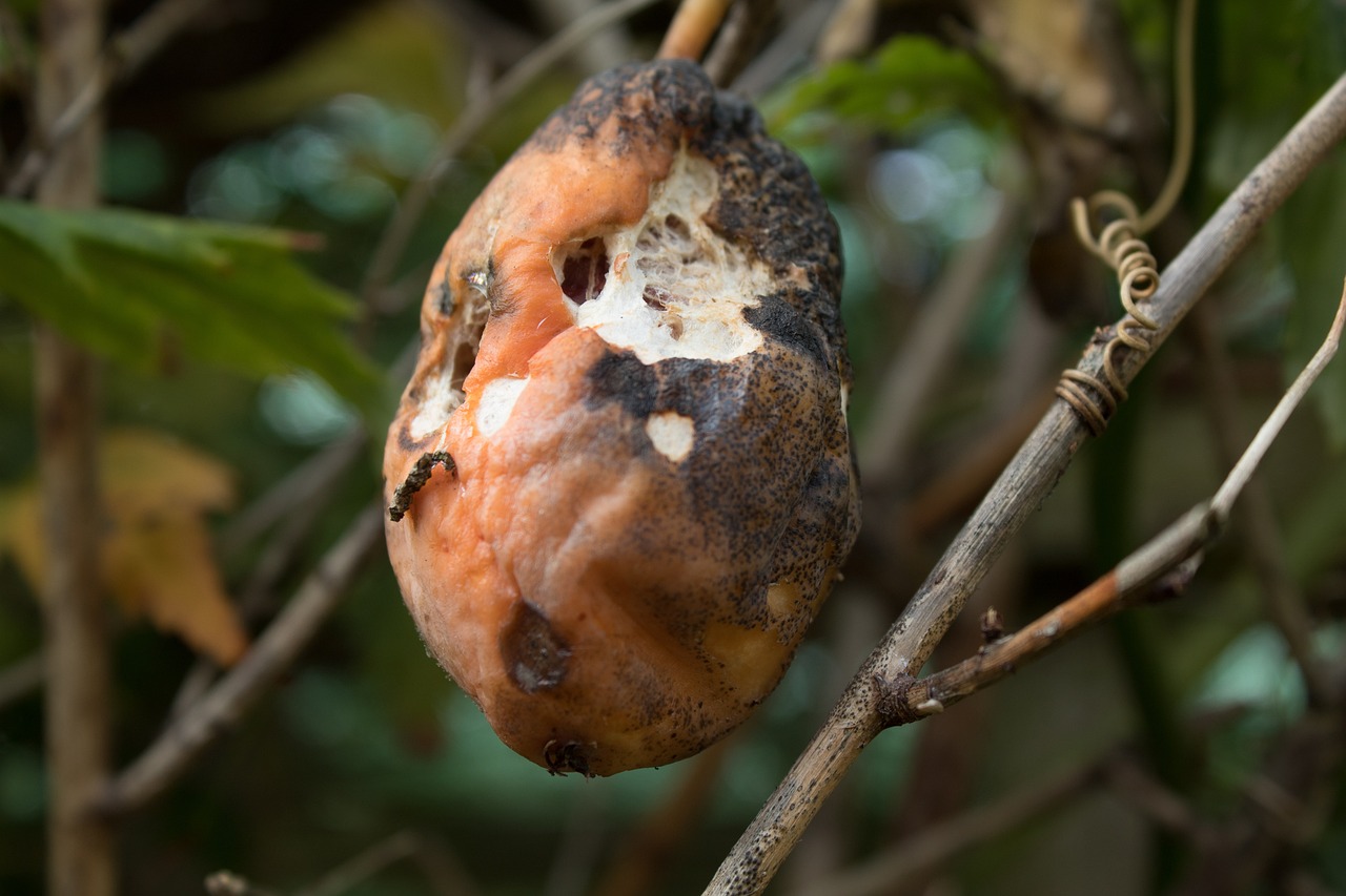 A Network of Life - Understanding Food Webs and Trophic Levels